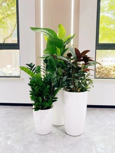 专业植物租赁,宁波奉化的绿色贴心之选